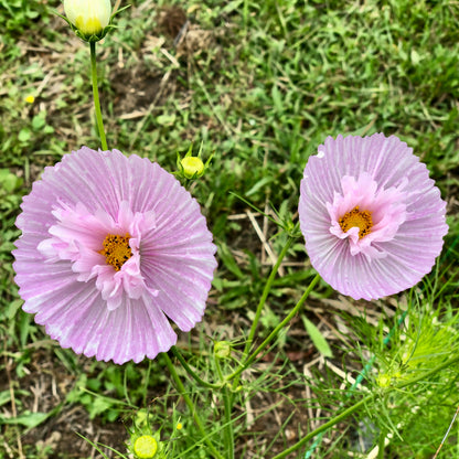 Cosmos 'Cupcake Mix' - 25 SEEDS