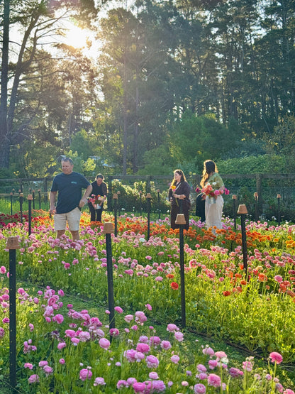 SATURDAY 3RD OCT - 'Golden Hour' Pick-Your-Own Bouquet Experience (4:30-6:30pm)