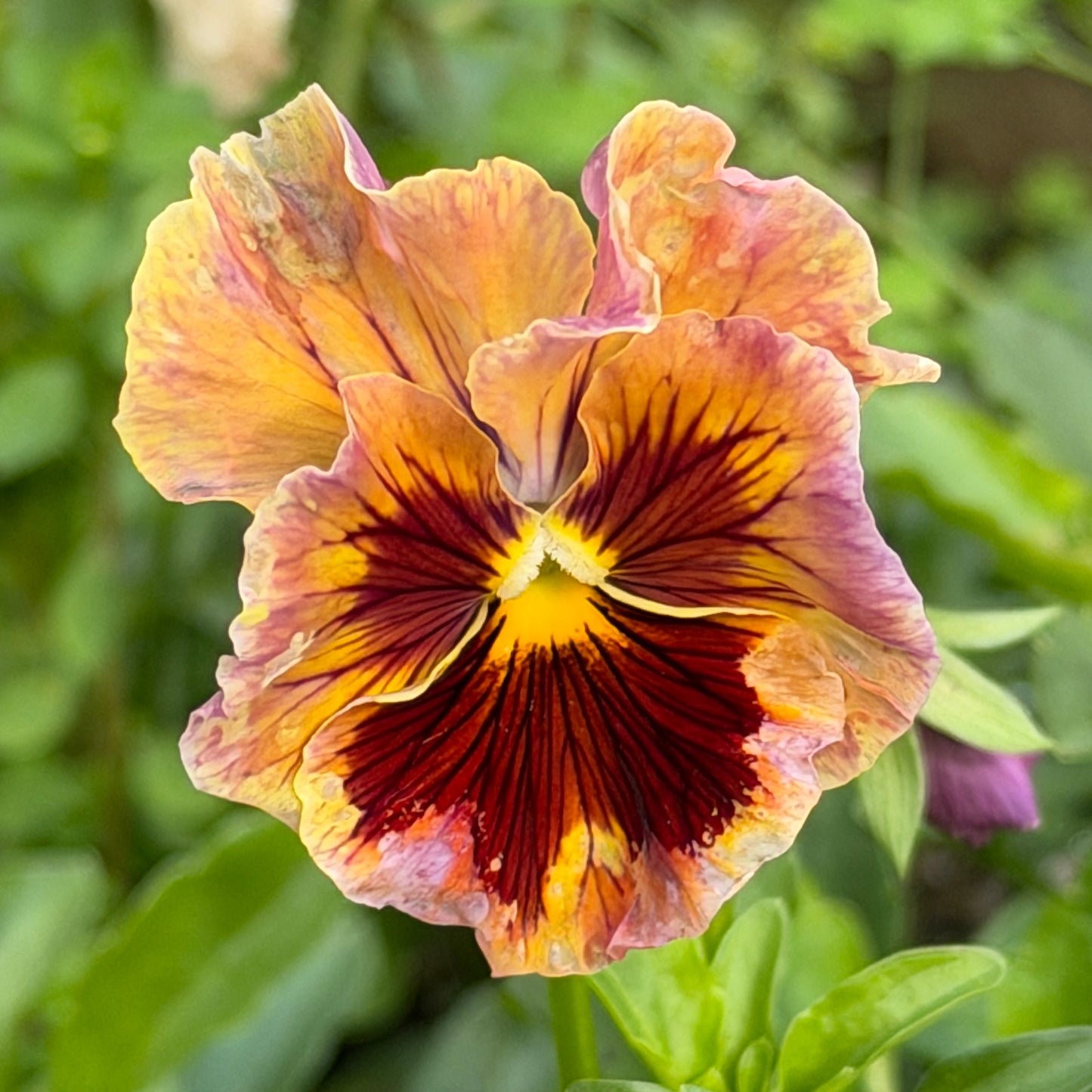 Italian Pansy 'Flamenco Terracotta' - 25 SEEDS