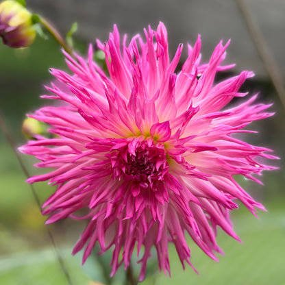 Gosia Purple Fuzz