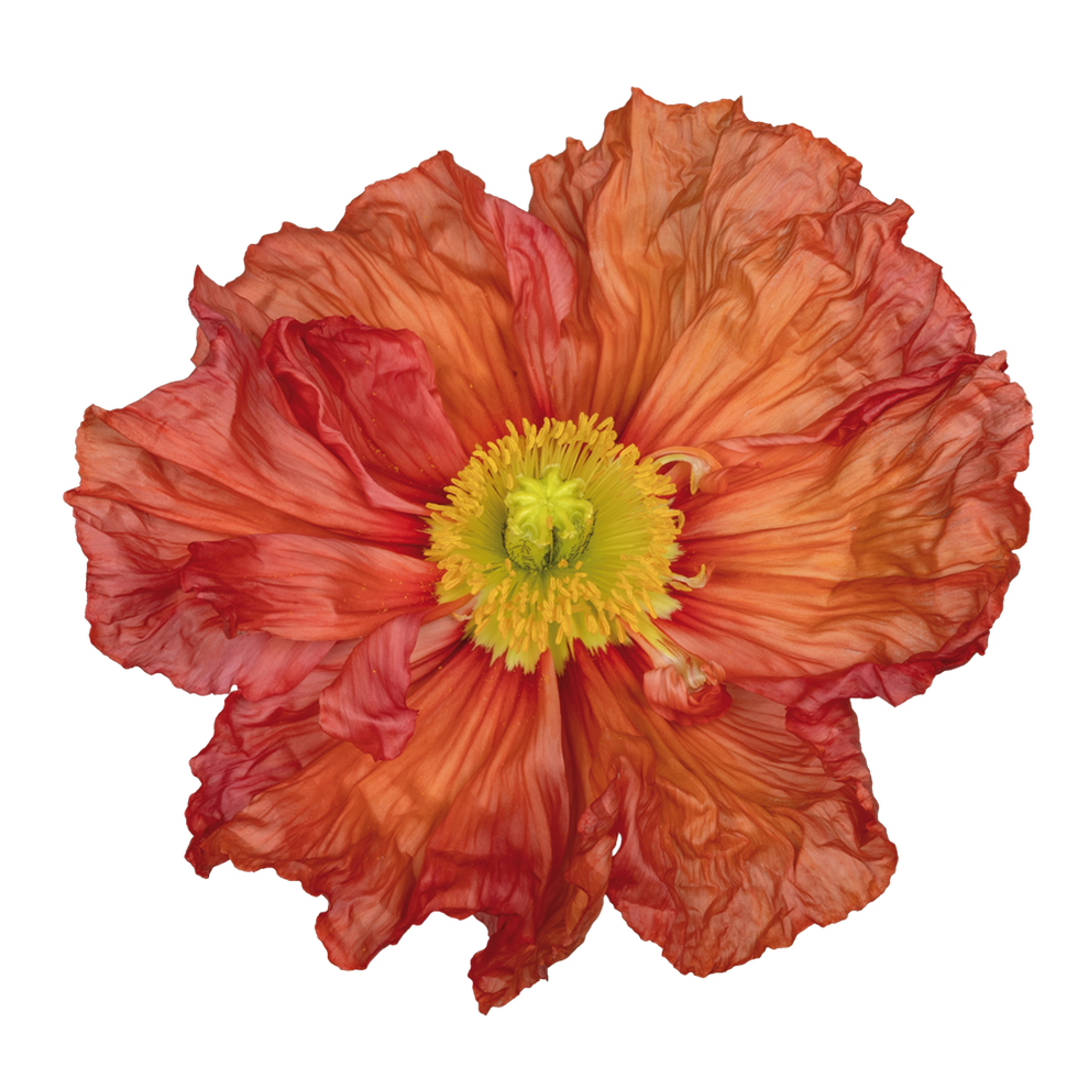 Italian Poppy Color Italian Poppy 'Colibri Chiaro Intenso Salmonato' - 25 SEEDS – Southern ...
