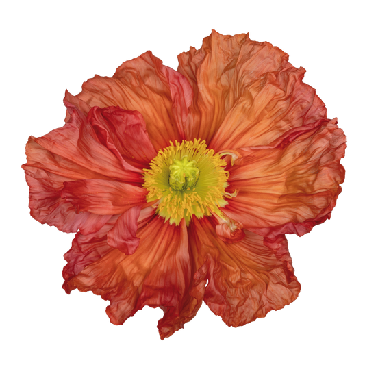 Italian Poppy 'Colibri Corallo ' - 25 SEEDS (PRE-ORDER)