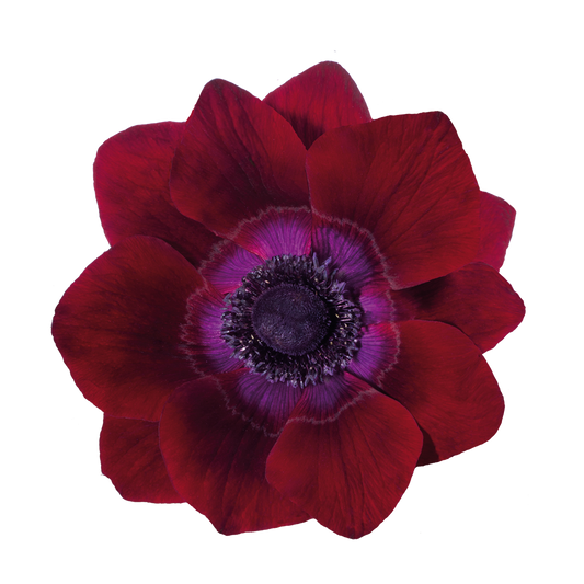 Italian Anemone 'Mistral Bordeaux' - 25 SEEDS (PRE-ORDER)