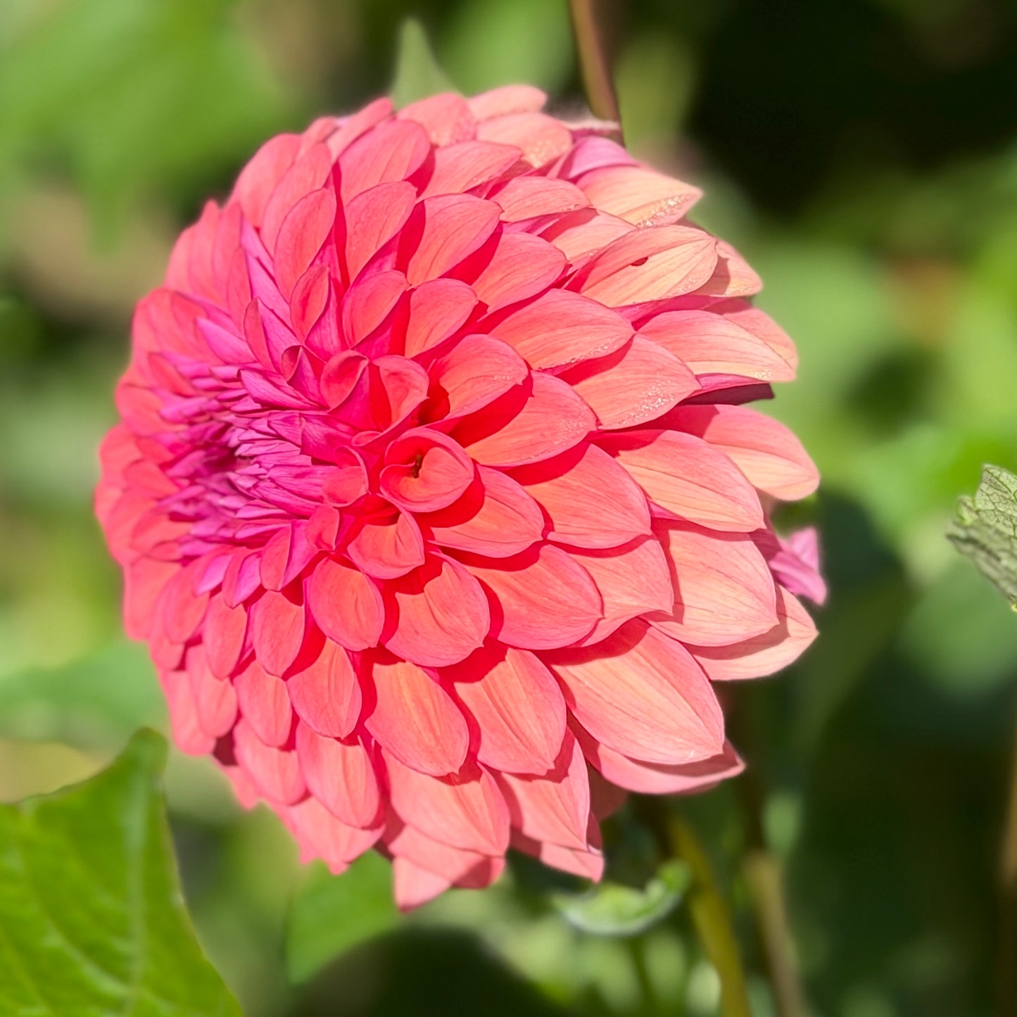 Gosia Fruit Tango