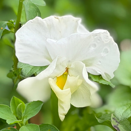 Italian Pansy 'Sweet Pea Mixed' - 25 SEEDS
