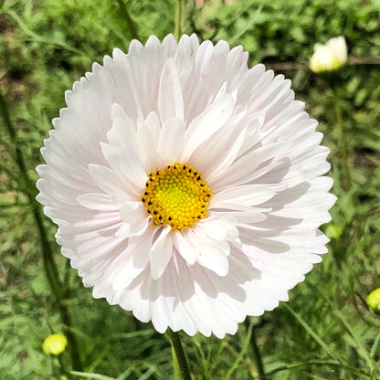 Cosmos 'Cupcake Mix' - 25 SEEDS