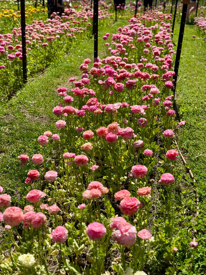 TUESDAY 13TH OCT - Flower Therapy (9:30-10:30am)