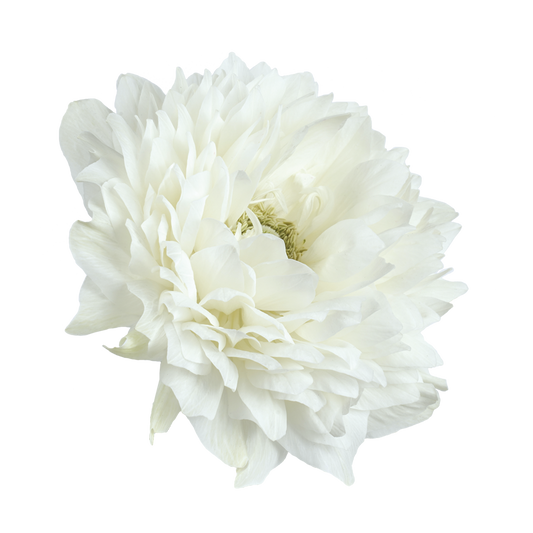 Italian Anemone 'Levante Bianco' - 25 SEEDS (PRE-ORDER)