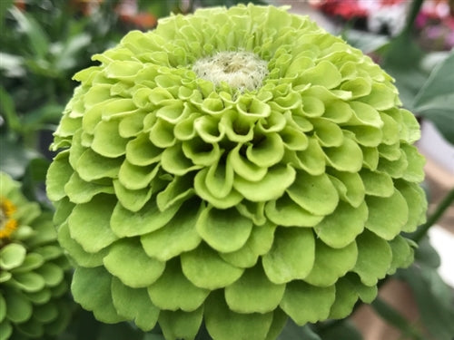 Zinnia 'Queeny Lime' - 25 SEEDS