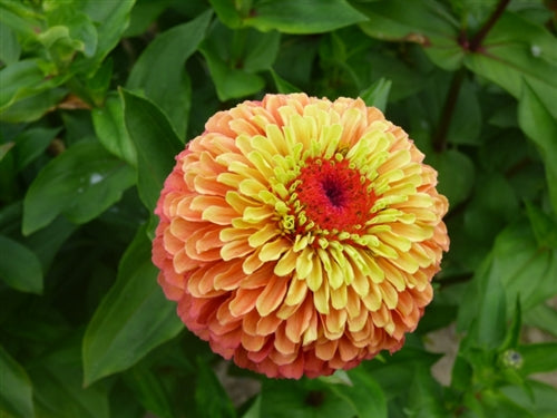 Zinnia 'Queeny Lime Orange' - 25 SEEDS