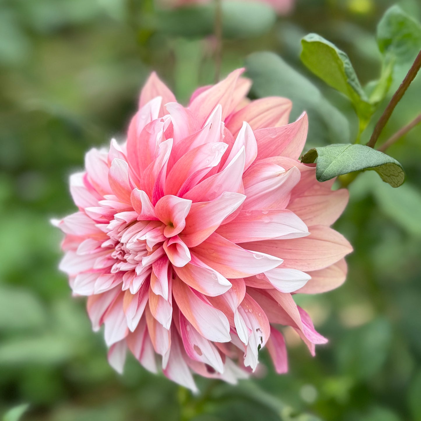 Everbloom Rosé