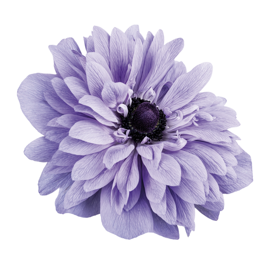 Italian Anemone 'Levante Azzurro' - 25 SEEDS (PRE-ORDER)
