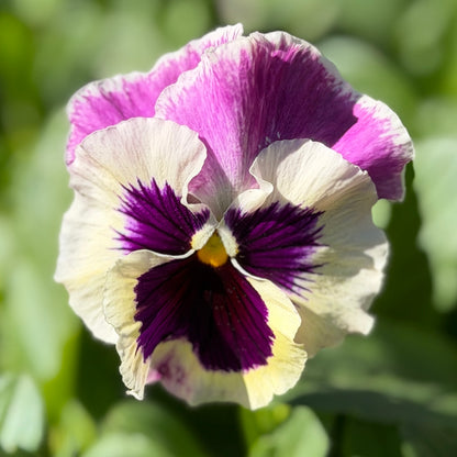 Italian Pansy 'Flamenco Tri-Colour Rose' - 25 SEEDS