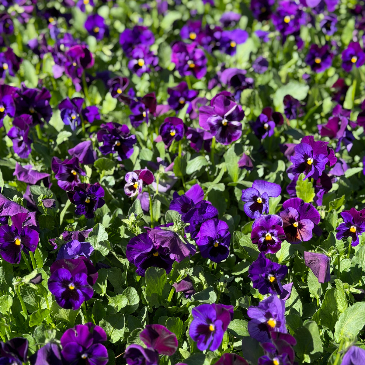 Italian Pansy 'Flamenco Blue' - 25 SEEDS