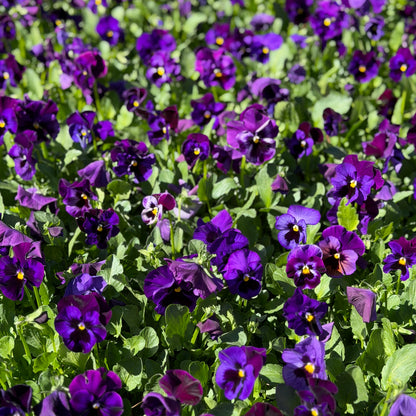Italian Pansy 'Flamenco Blue' - 25 SEEDS