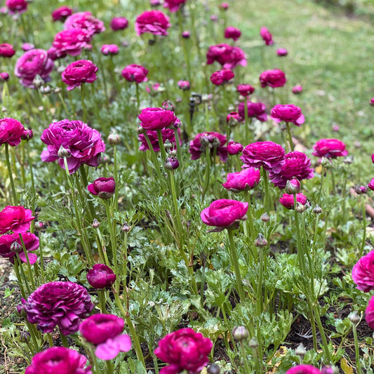 Italian Ranunculus 'Malva 165IP' - 5 CORMS