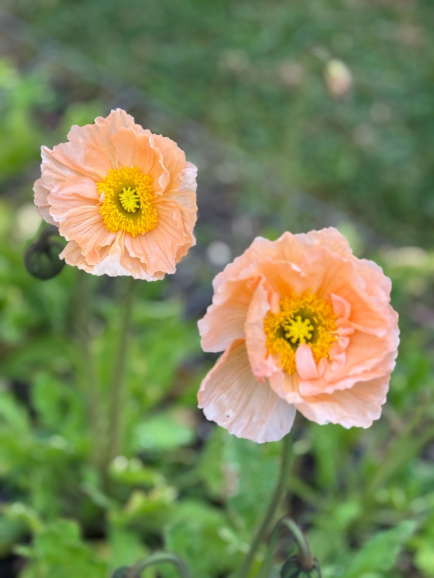 TUESDAY 13TH OCT - Flower Therapy (9:30-10:30am)