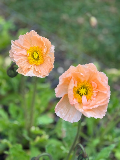TUESDAY 13TH OCT - Flower Therapy (9:30-10:30am)