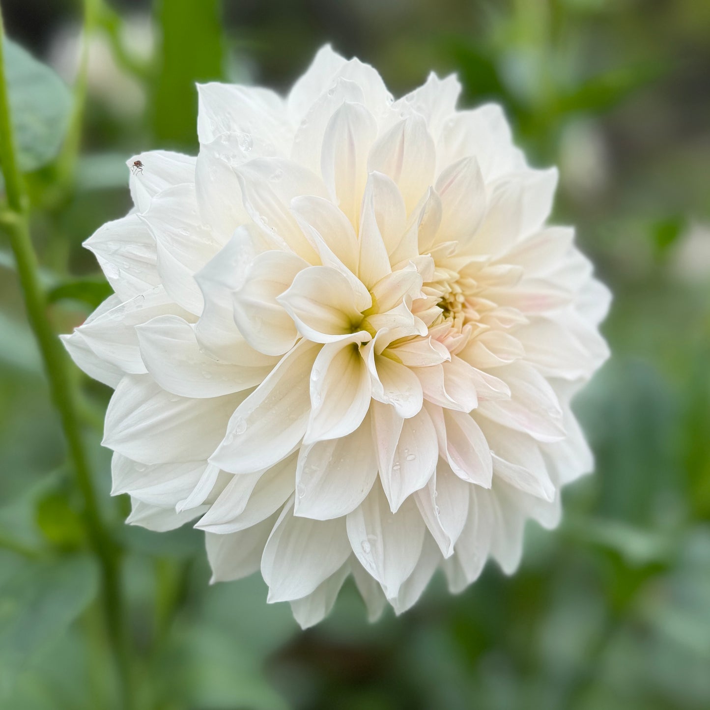 Everbloom First Dance