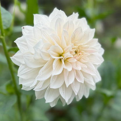 Everbloom First Dance