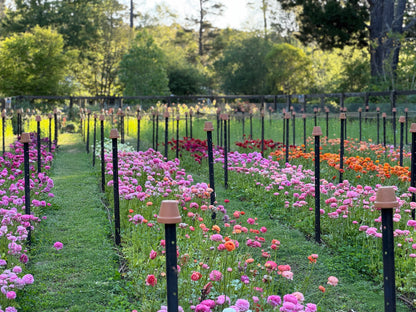 SATURDAY 3RD OCT - 'Golden Hour' Pick-Your-Own Bouquet Experience (4:30-6:30pm)