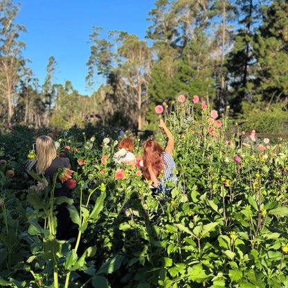 FRIDAY 20TH MAR - 'Golden Hour' Pick-Your-Own Bouquet Experience