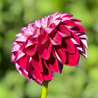 Florelie Origami
