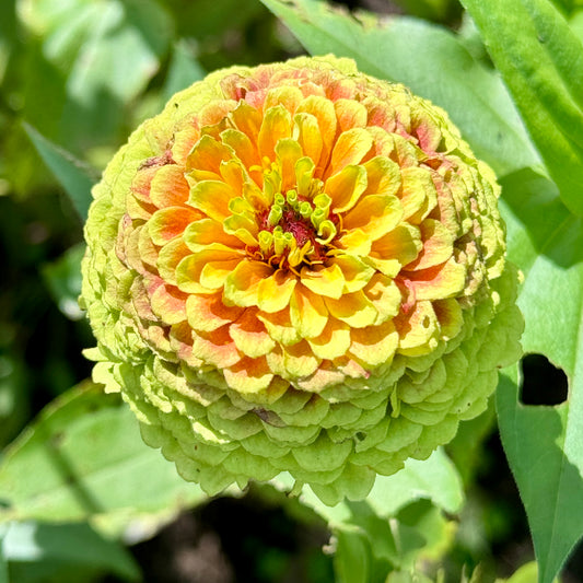 Zinnia Queeny Lime with Blotch Seeds