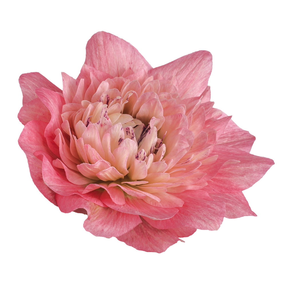 Italian Anemone 'Levante Rosa' - 25 SEEDS (PRE-ORDER)