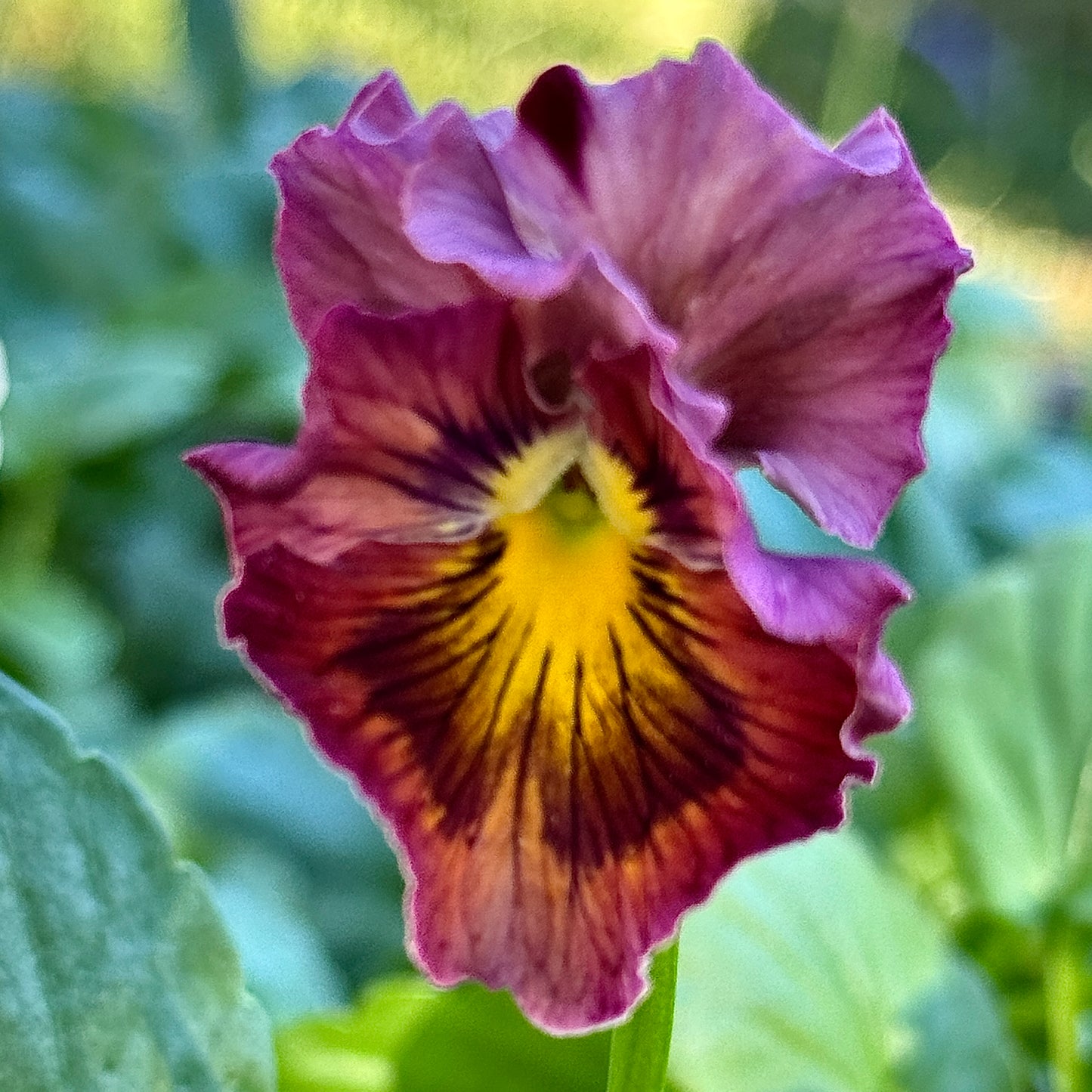 Italian Pansy 'Chianti Mixed' - 25 SEEDS