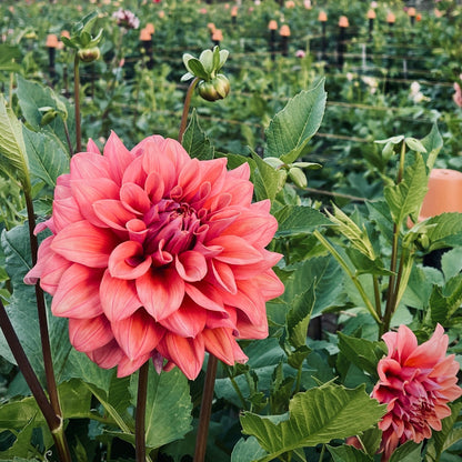 Lileah Caramel Rose
