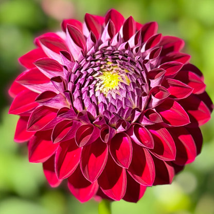 Florelie Origami
