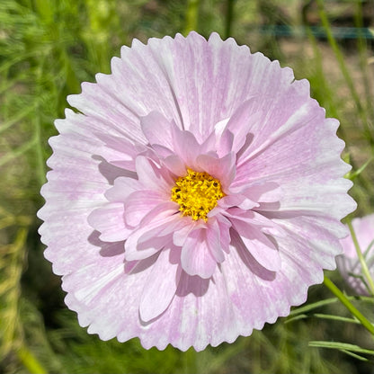 Cosmos 'Cupcake Mix' - 25 SEEDS