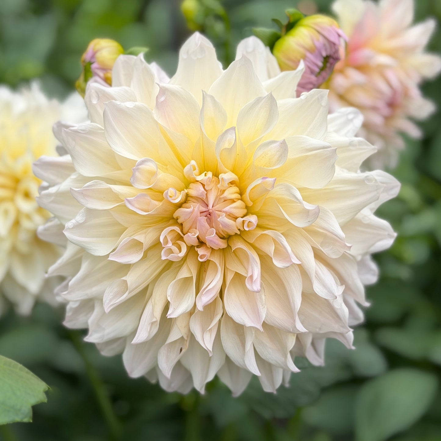 E. Rose Elizabeth