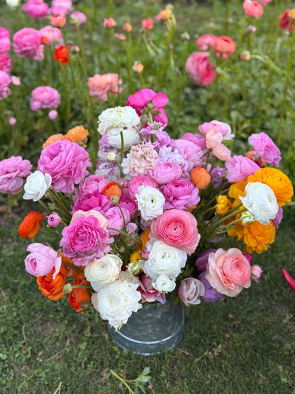 SATURDAY 3RD OCT - 'Golden Hour' Pick-Your-Own Bouquet Experience (4:30-6:30pm)