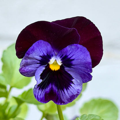 Italian Pansy 'Flamenco Blue' - 25 SEEDS