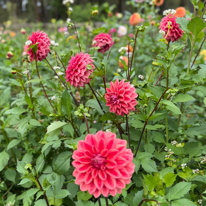 Lileah Russet Rose