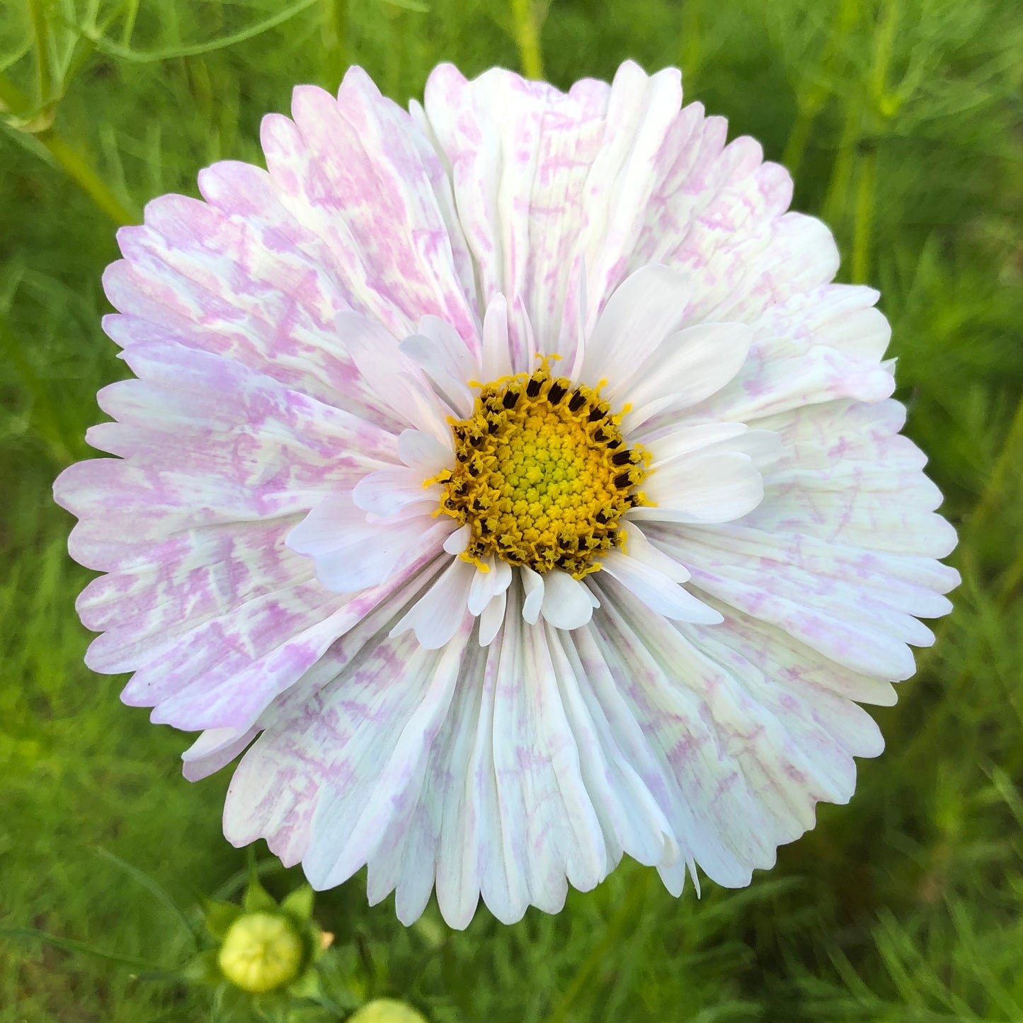 Cosmos 'Cupcake Mix' - 25 SEEDS