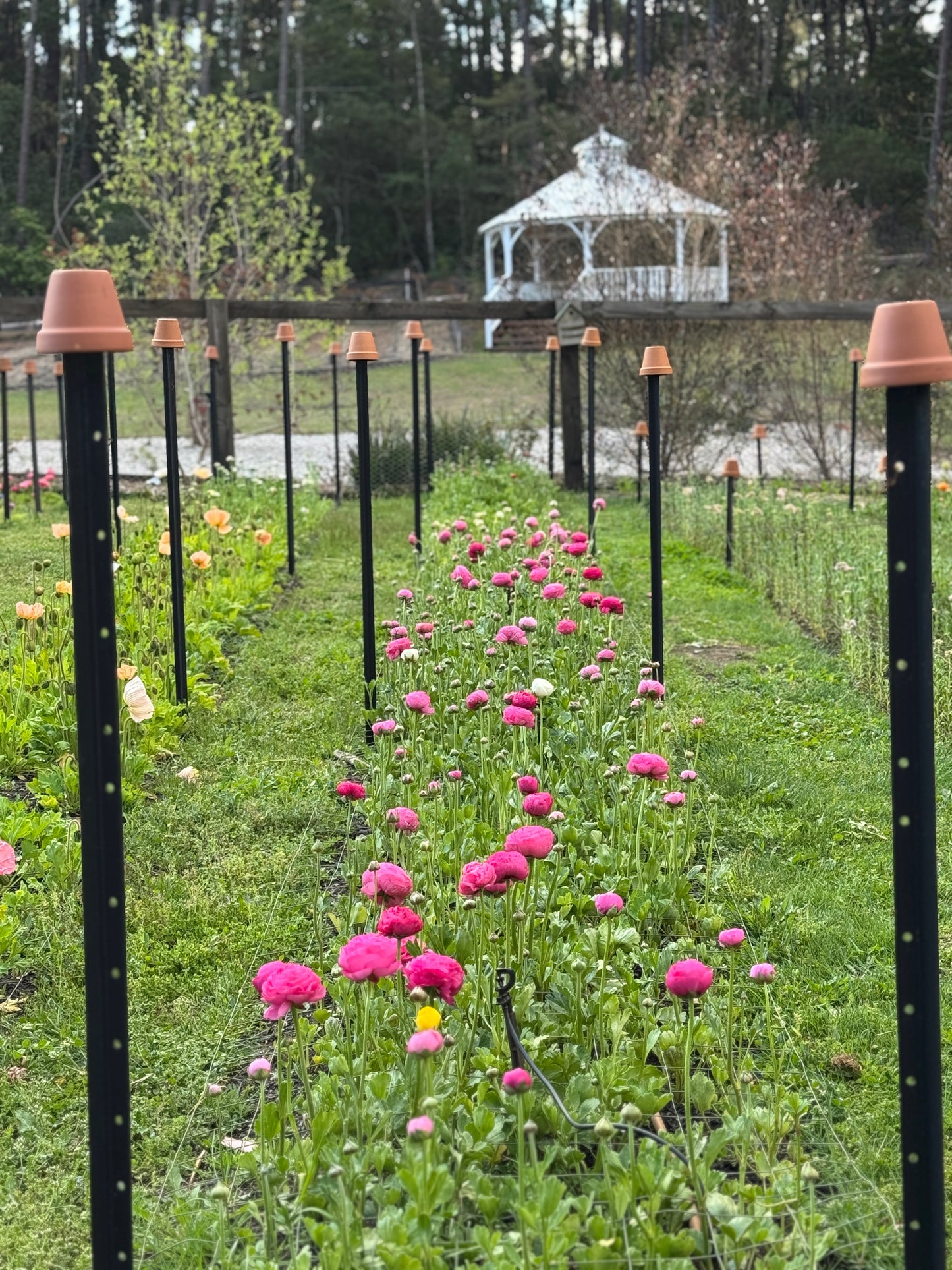 TUESDAY 13TH OCT - Flower Therapy (9:30-10:30am)