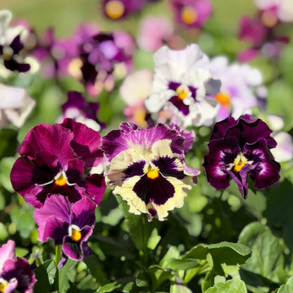 Italian Pansy 'Moulin Rouge Mixed’ - 25 SEEDS