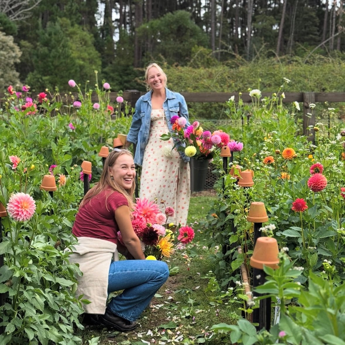 THURSDAY 26TH MAR - Flower Farm Tour & Dahlia Harvest Experience