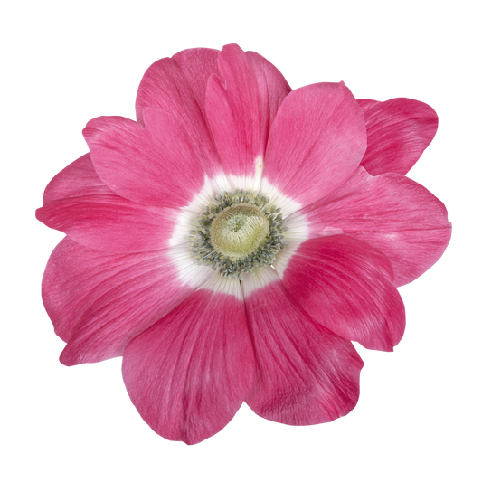 Italian Anemone 'Mistral Rosa Antico’ - 25 SEEDS (PRE-ORDER)