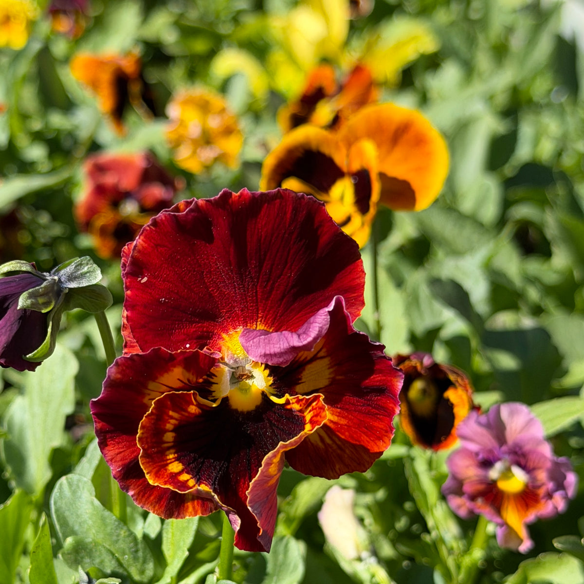 Italian Pansy 'Flamenco Terracotta' - 25 SEEDS