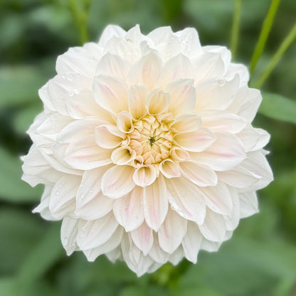 Everbloom First Dance