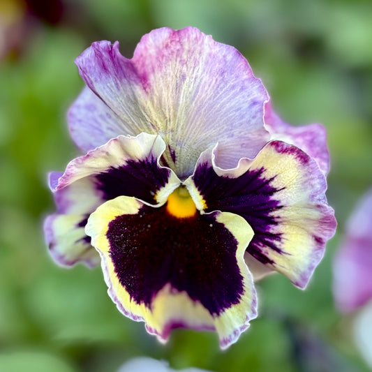 Italian Pansy 'Flamenco Tri-Colour Rose' - 25 SEEDS