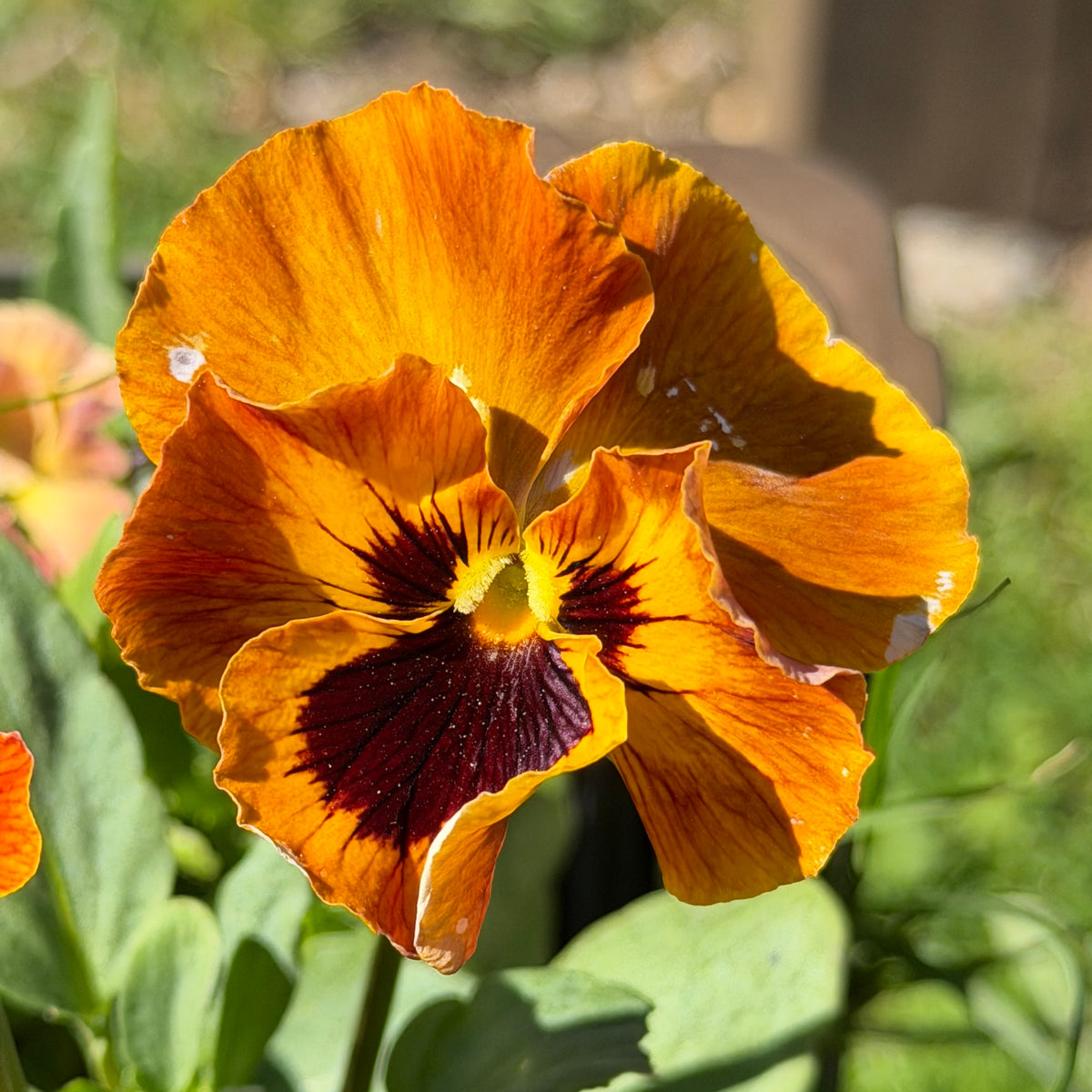 Italian Pansy 'Flamenco Terracotta' - 25 SEEDS