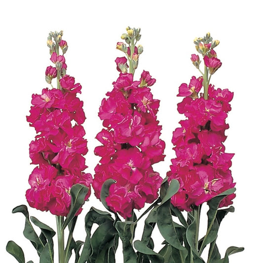 Stock 'Iron Rose' - 25 SEEDS