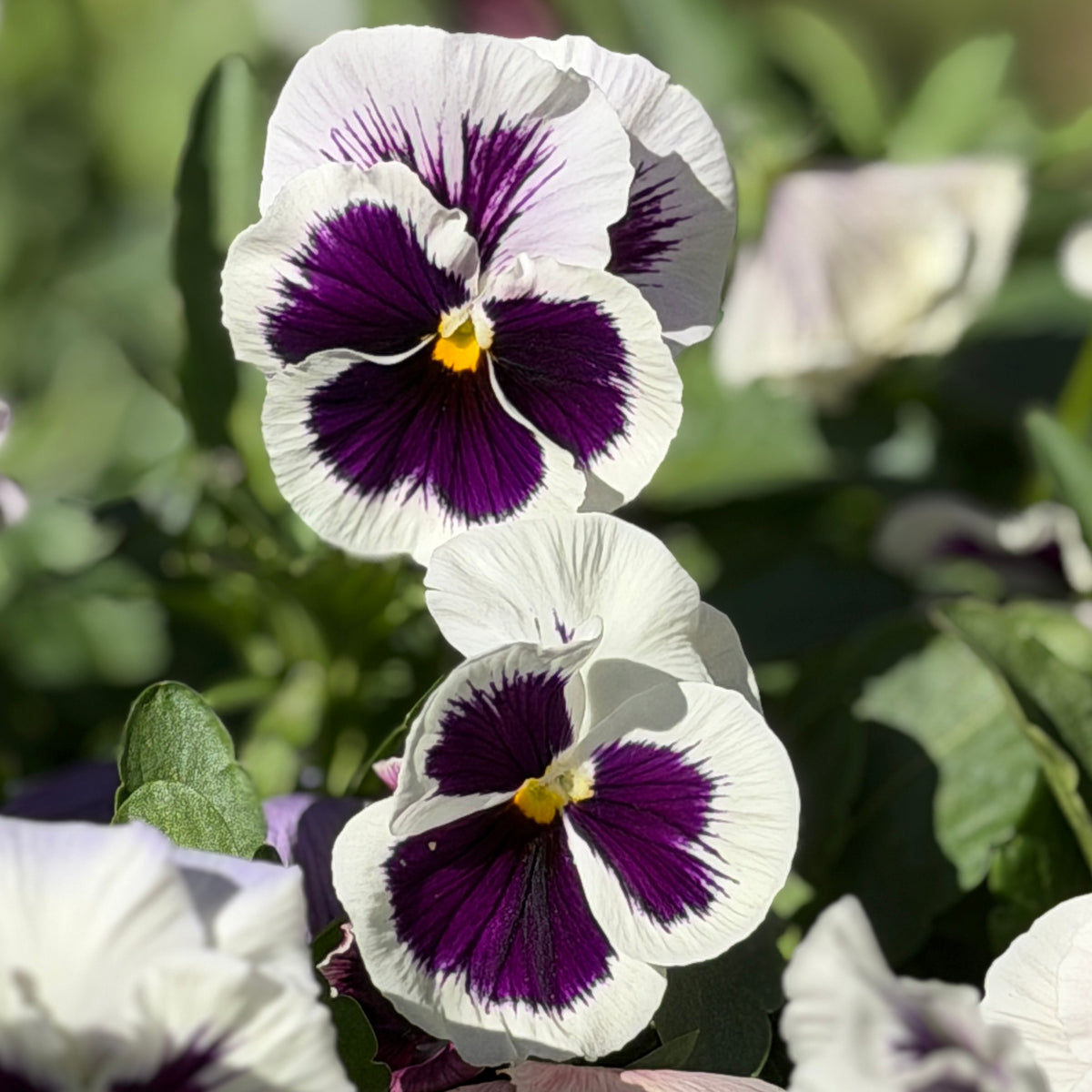 Italian Pansy 'Flamenco White with Blotch' - 25 SEEDS