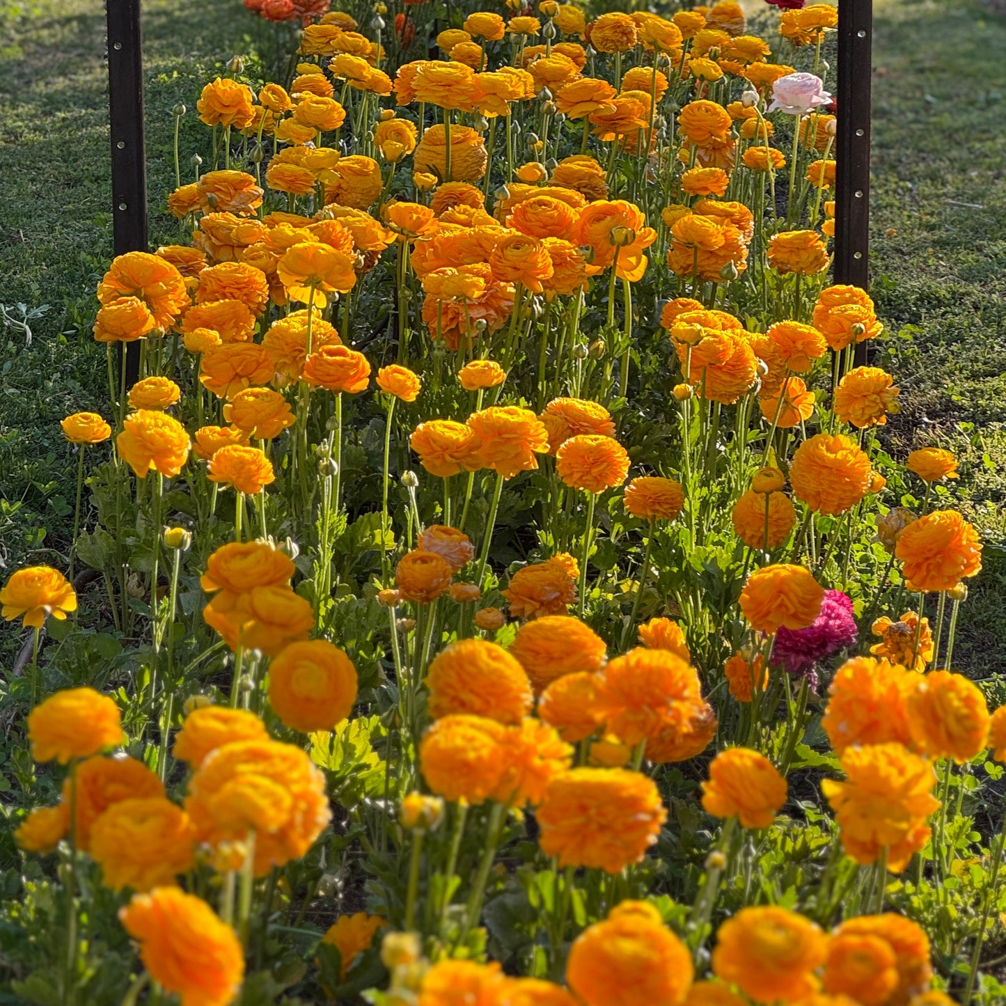 TUESDAY 13TH OCT - Flower Therapy (9:30-10:30am)