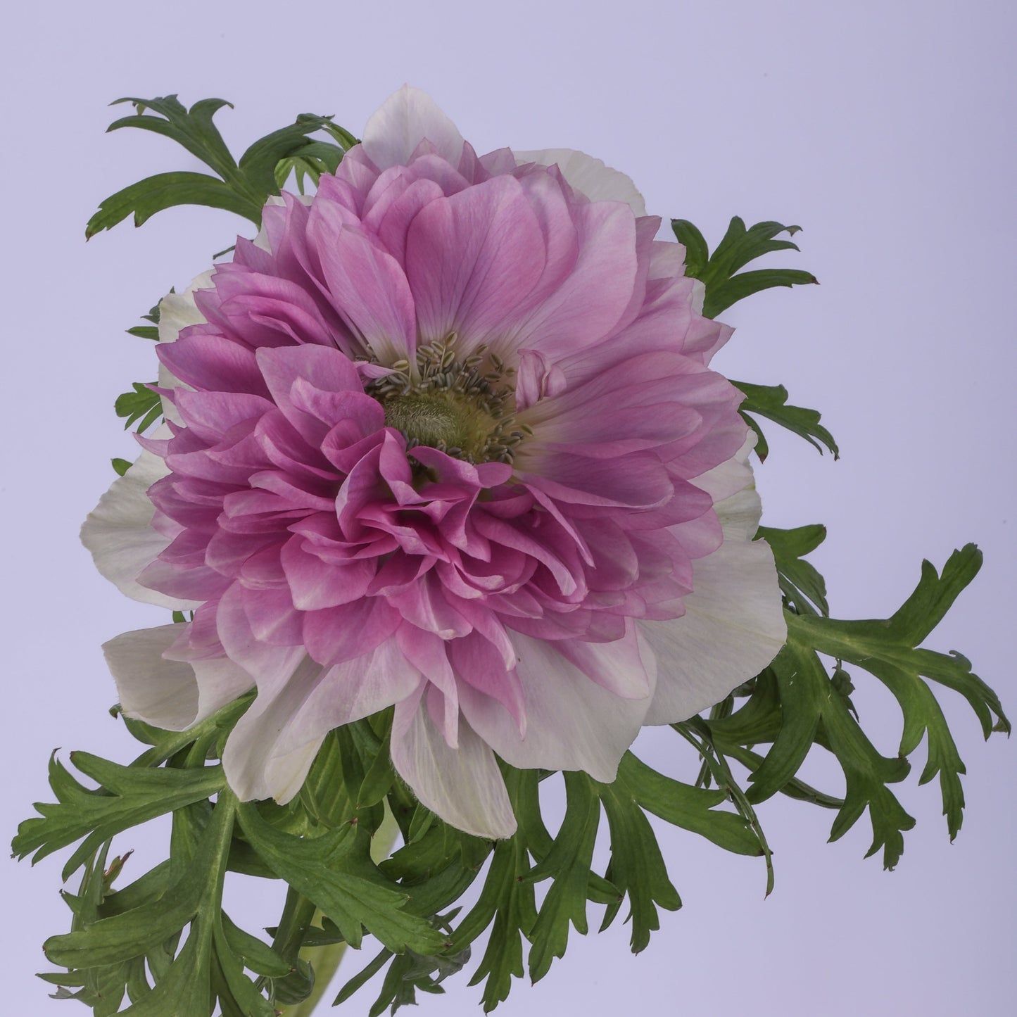 Italian Anemone 'Levante Pale' - 25 SEEDS